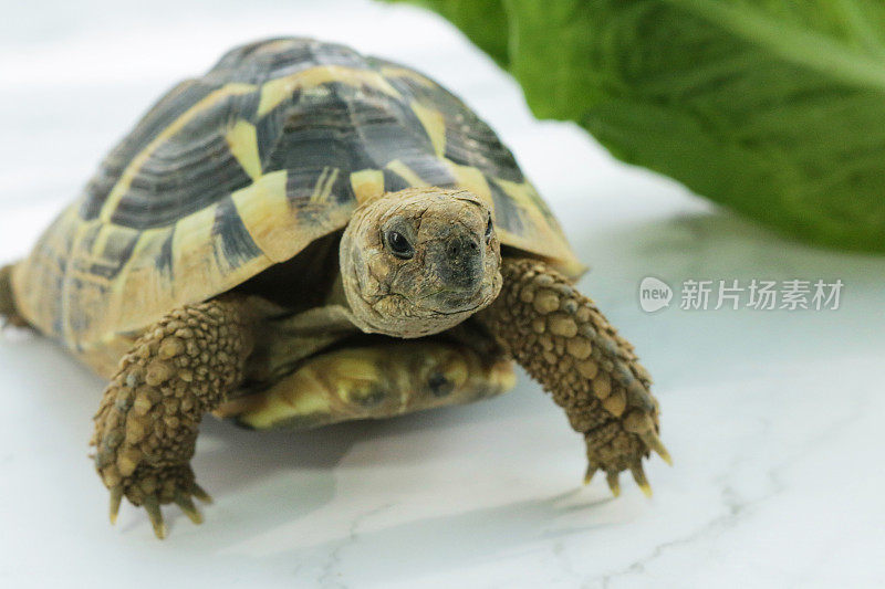 饥饿的荷曼龟(Testudo hermanni)的饮食，龟的食物，喂养和吃新鲜的叶子沙拉，健康的宠物龟的饮食指导和照顾